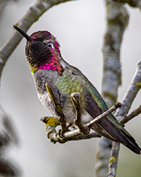 bird