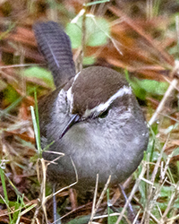 bird
