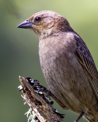 bird