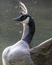 bird