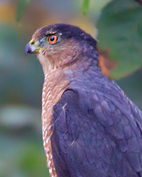 bird