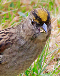 bird