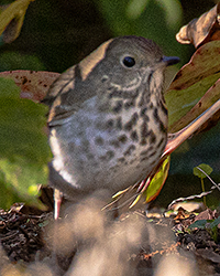bird