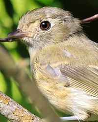 bird
