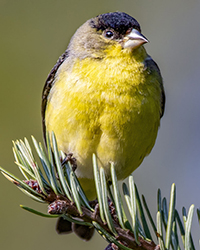 bird