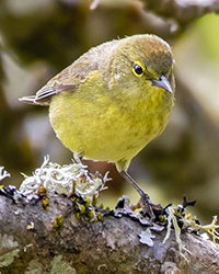 bird