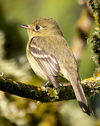 bird