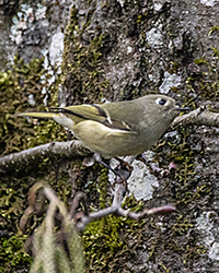 bird