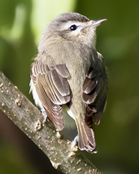 bird