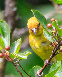 bird