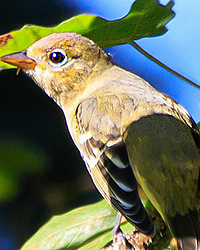 bird
