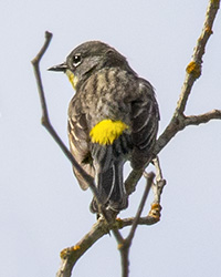bird