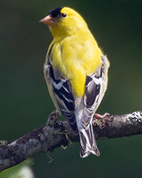 bird