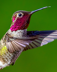 bird
