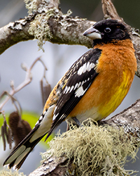 bird