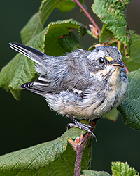 bird