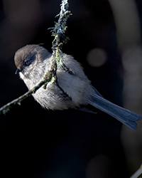 bird