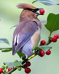 bird