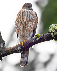 bird