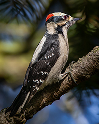 bird