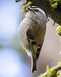 bird