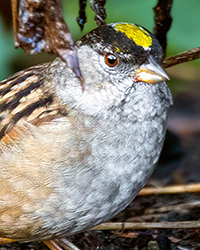 bird