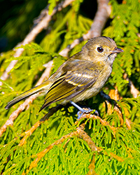 bird