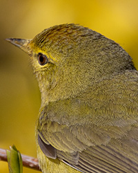 bird