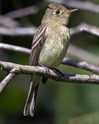 bird