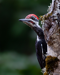 bird