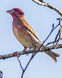 bird