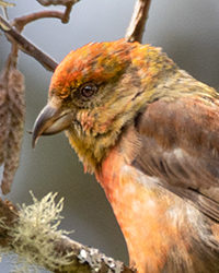 bird