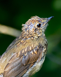 bird