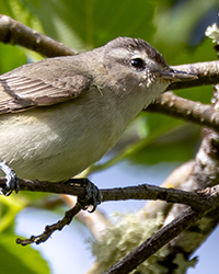 bird