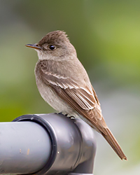 bird