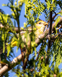 bird