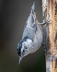 bird