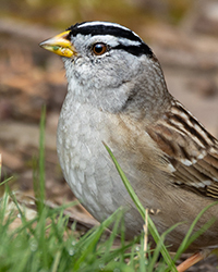 bird
