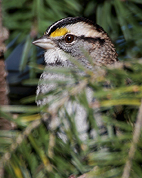 bird
