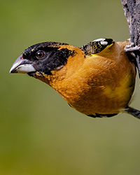 bird