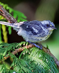 bird