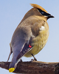 bird