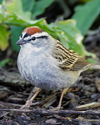 bird