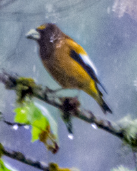 bird