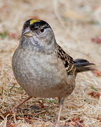 bird