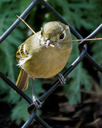 bird