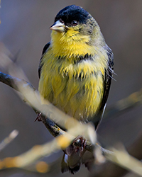 bird