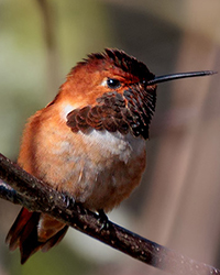 bird