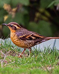 bird