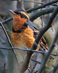 bird